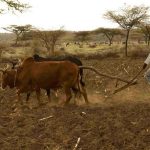 Cultivo del suelo en el valle del Rift (Etiopía). S. Keesstra-Imaggeo.